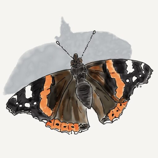 De interpunctie vlinder, illustratie door Martine van Asperen